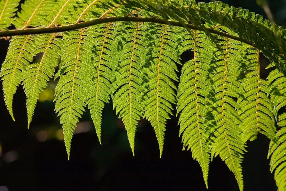 Healthy green crop leaves supporting chlorophyll activity and photosynthesis