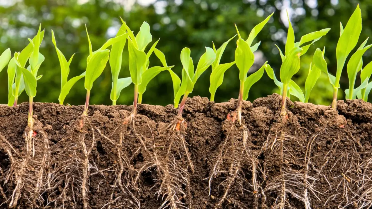 Healthy crop roots growing deep in soil for better nutrient uptake