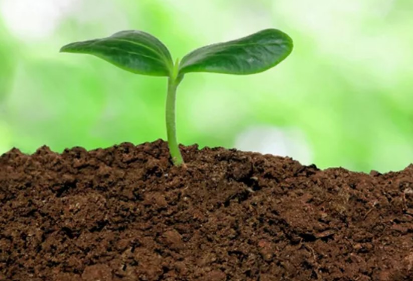 Healthy fertile soil supporting strong roots and balanced nutrient availability