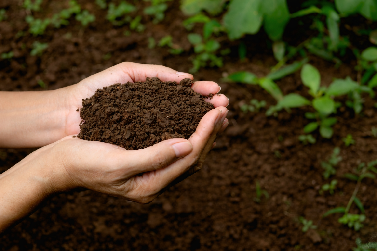 Healthy fertile soil supporting strong roots and balanced nutrient availability
